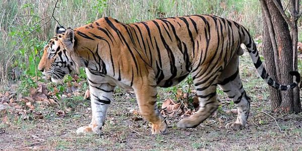 পার্বত্য চট্টগ্রামের বনে কি আসলে বাঘ আছে